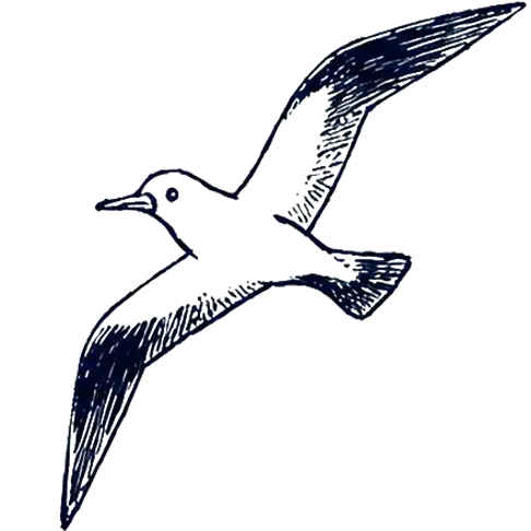 Gaviota