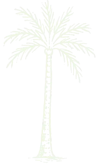 Palmera blanca